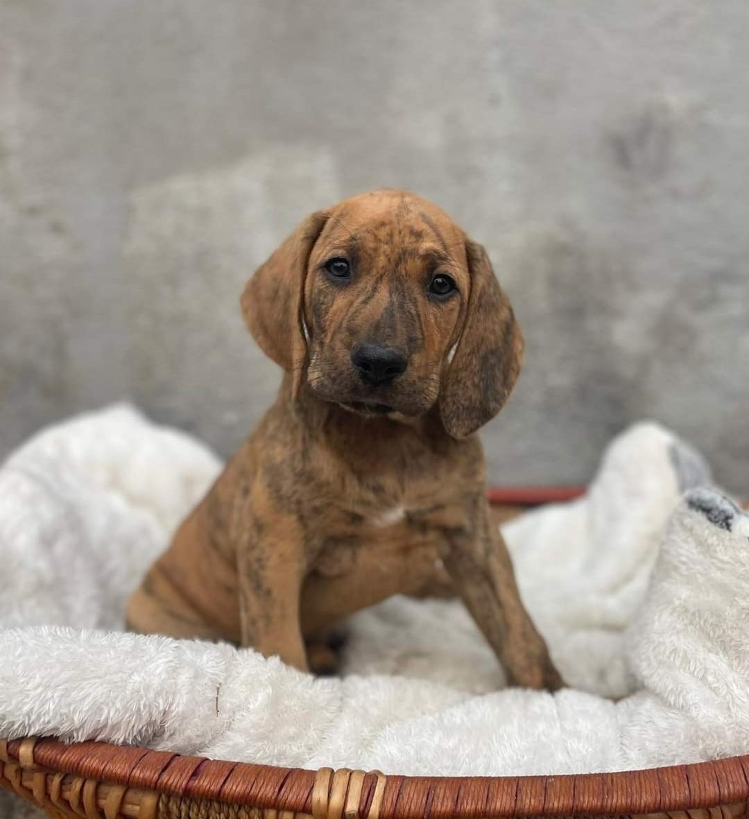 ranimal_ohana's tweet photo. ♥️ CACHORROS EN BUSCA DE FAMILIAS ♥️

Por orden somos Bora (hembra), Maui (hembra), Bannu (macho), Lifu (macho) y Miyak (macho). Los 5 buscamos familias que nos vayan a querer y cuidar para toda la vida y que sepan el compromiso que es tener un amigo de 4 patas 😍 https://t.co/ffKWzA5URE