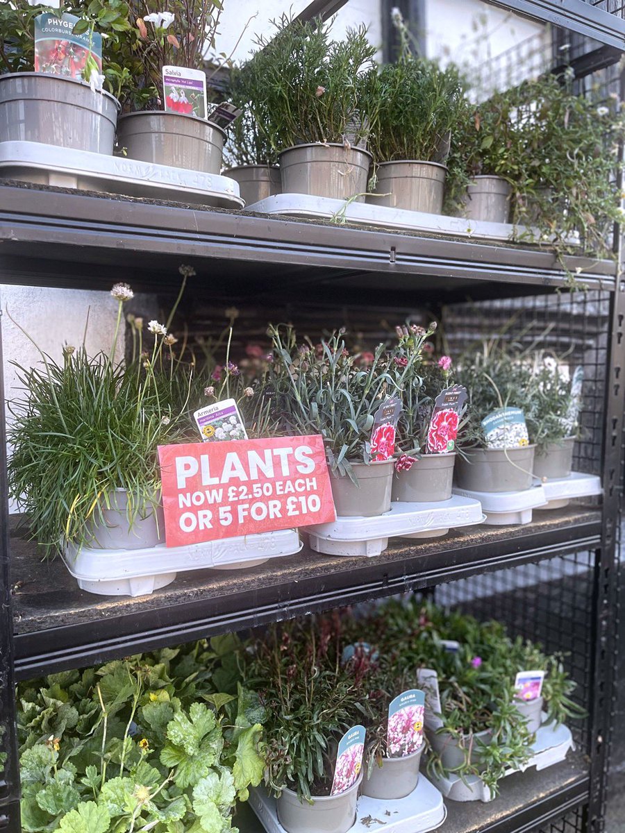 Last week of the summer plants now just £2.50 each or 5 for £10 

- lots of herbaceous  perennials  
- grab a bargain 
- pay in Post Office

Post Office &amp; Chatterbox Cards OPEN 9am - 5.30pm Monday to Friday.

#postoffice #plants #shrewsbury #abbeyforegate #cardshop
