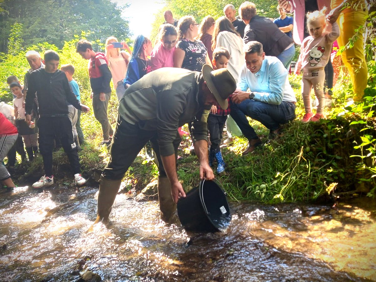 RNP_Romsilva's tweet photo. Repopularea cu #păstrăvi a râurilor de #munte la Direcția Silvică #Arad din cadrul #Romsilva  

Juvenile native trout released in mountain rivers by our colleagues from Arad #Forest Directorate, in #Romania 

#wildlife #trout #fishing #nature #natură #pescuit #forestry #silvic https://t.co/g54CZKVKPA