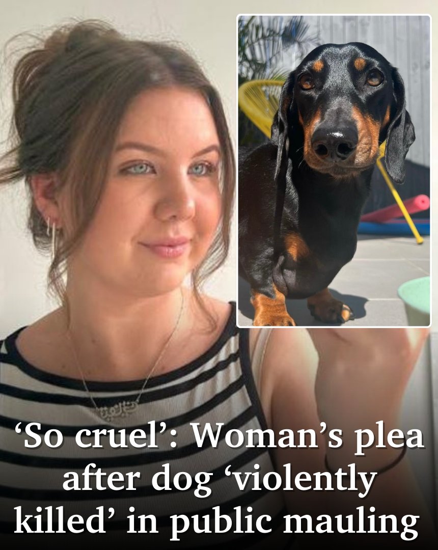 A Sunshine Coast woman whose dachshund was killed in a violent dog attack has pleaded for stricter laws for pet owners 💔🙏 FULL STORY&gt;&gt;&gt; bit.ly/3Bfec3u