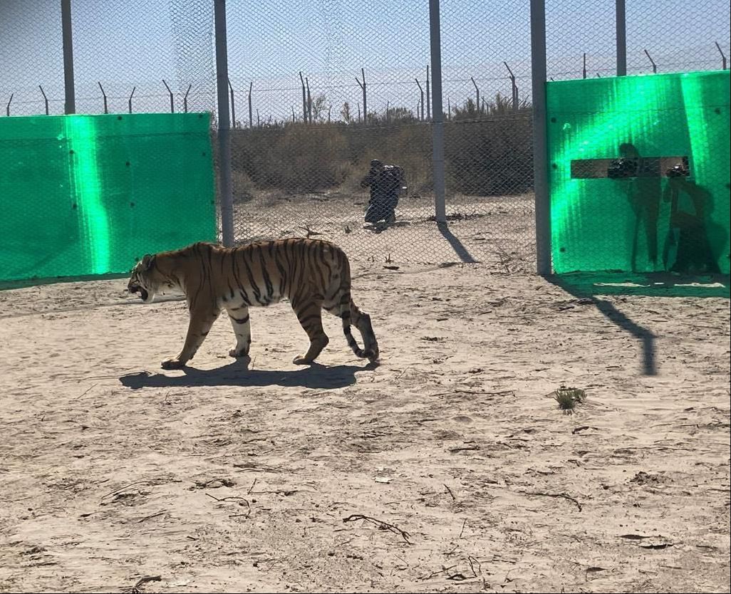 🇳🇱 Amur Tigers were brought to Kazakhstan from the Netherlands in order to revive the tiger population in the Balkash region.

🇳🇱🤝🇰🇿

🇳🇱 Амурских тигров завезли в Казахстан из
Нидерландов с целью возрождения популяции тигров в Прибалхашье.

<a href="/NLinKazakhstan/">Embassy of the Netherlands in Kazakhstan</a> <a href="/MFA_KZ/">MFA Kazakhstan 🇰🇿</a> <a href="/UNDPKAZ/">UNDP Kazakhstan 🇰🇿</a>