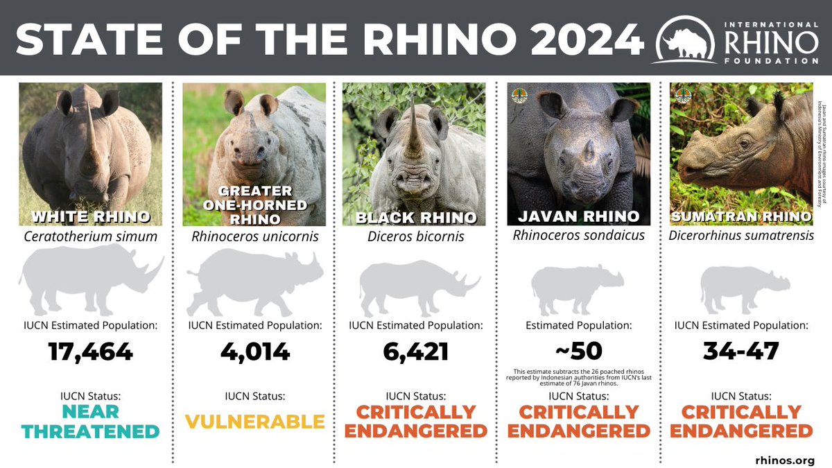 Tim R B Davenport (@timrbdavenport) on Twitter photo Workd Rhino Day yesterday. This from the <a href="/RhinosIRF/">IntlRhinoFoundation 🦏</a> demonstrates the huge challenges ahead
#worldrhinoday Workd Rhino Day yesterday. This from the <a href="/RhinosIRF/">IntlRhinoFoundation 🦏</a> demonstrates the huge challenges ahead
#worldrhinoday