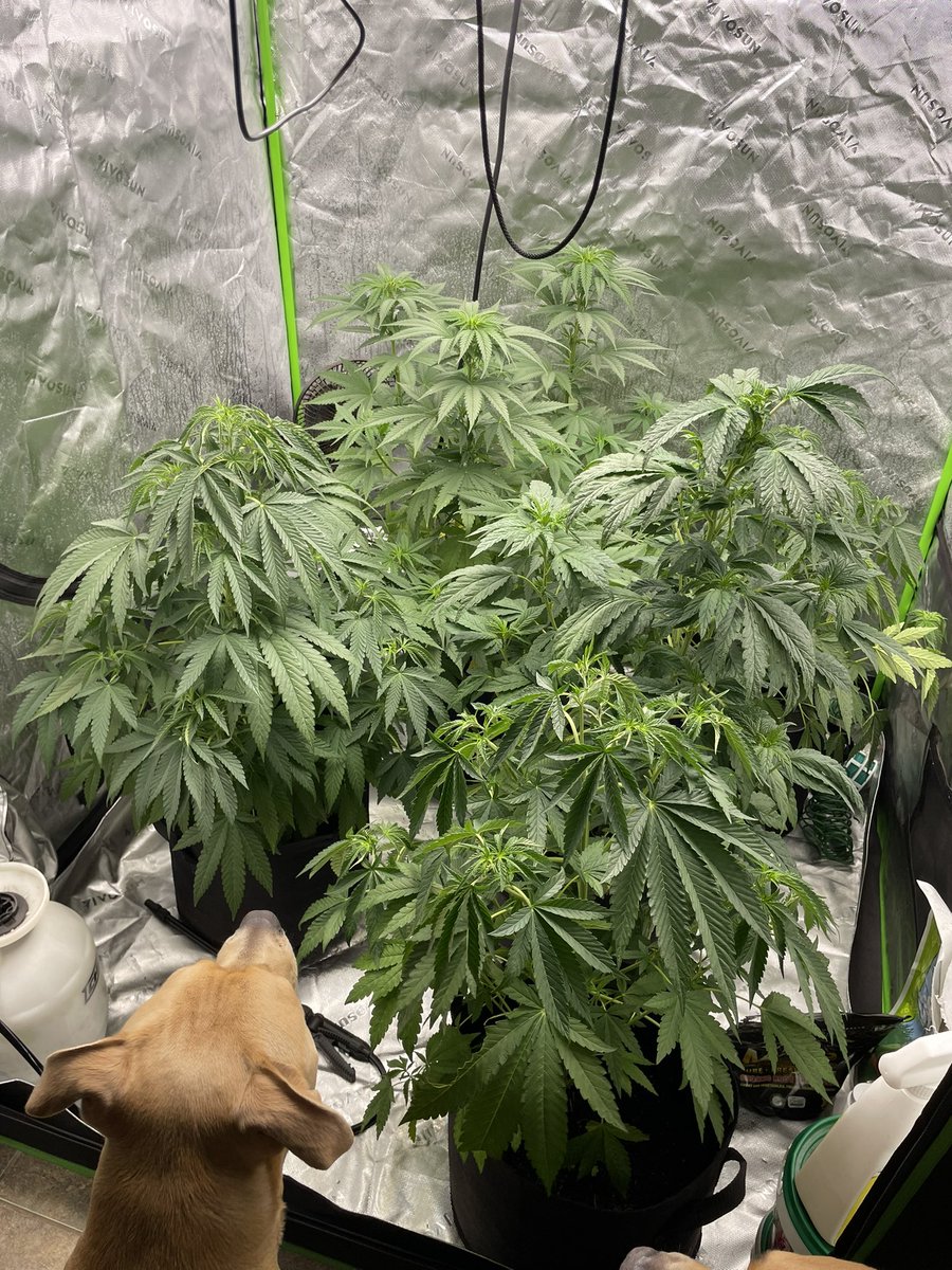 ShawnieSwisher's tweet image. got some more plants going just random seeds I gave go to my dad to start growing mfs looking good tho can’t lie. and at least 2 more weeks on curing tryna at least go for a month
#SMOKEDATSHIT #SMOKEMOREZA