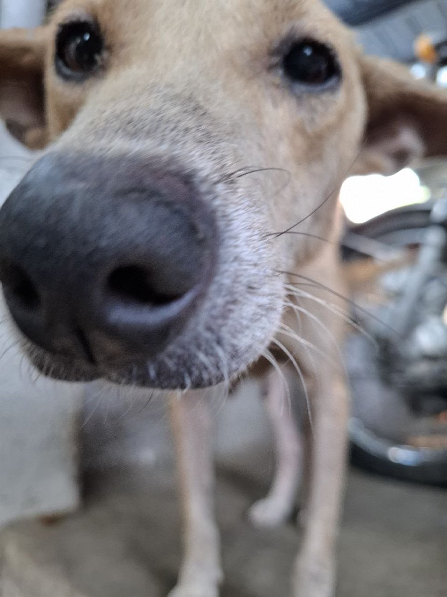 janiessel's tweet photo. susi 🤍🕊️
- baby of suzy

i love you ❤️ mamiss kita/namin, thank you sa walang sawang pagbantay at paglabing sa amin. ikamusta mo nalang ako sa suzy, miss ko na kayo 🐶😇 https://t.co/LlYo3KRFzx