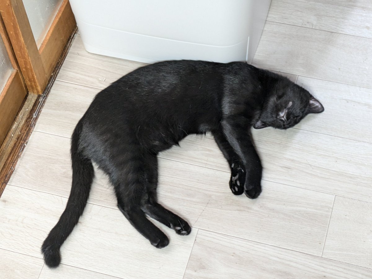 Cat tips for keeping cool: stretch out on the floor! #catrescue