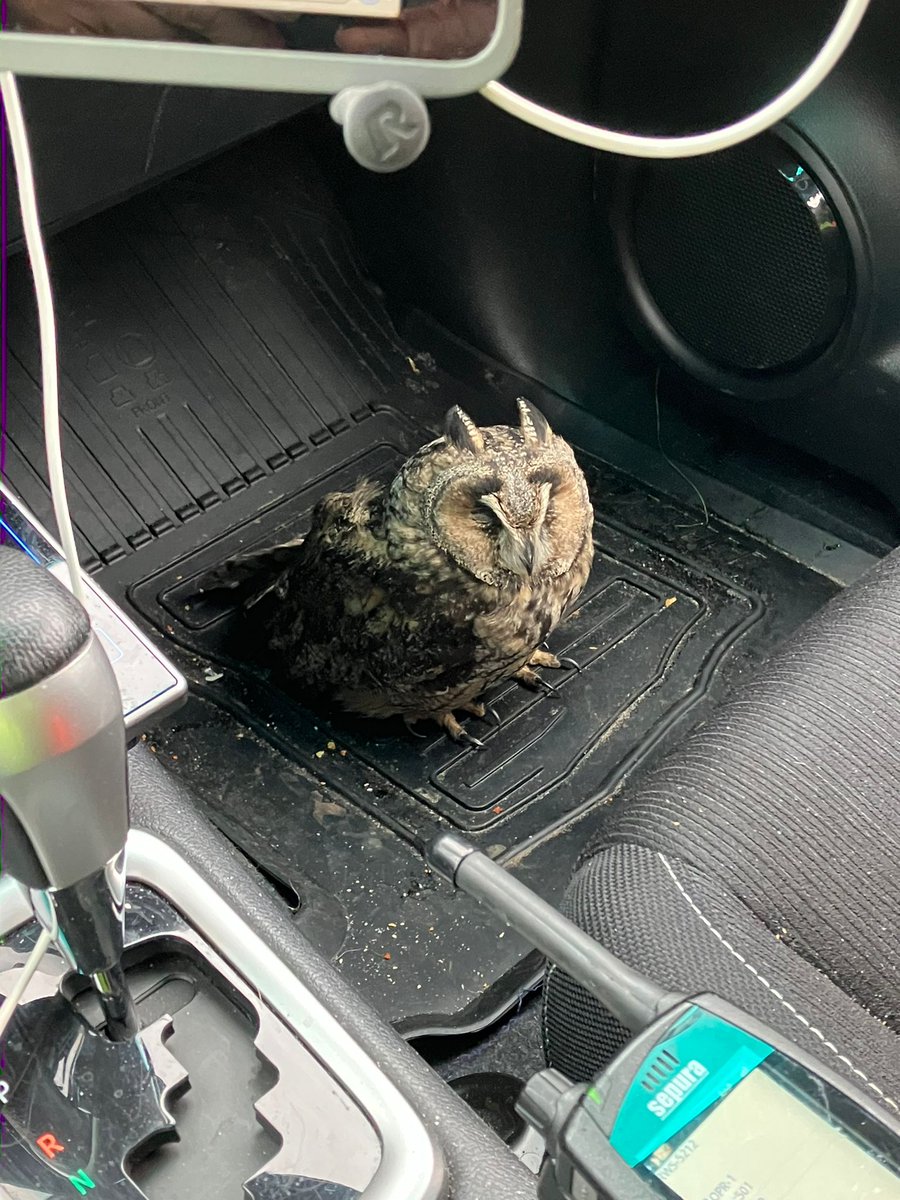 🦉 | Onze weginspecteur kreeg zojuist een bijzondere passagier in zijn auto op de #A37 vlakbij afrit Oosterhesselen. De dierenambulance is onderweg om zich over het dier te ontfermen.