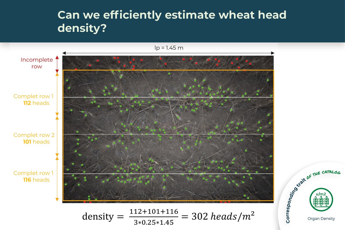 🌱 [#𝐃𝐢𝐠𝐢𝐭𝐚𝐥𝐏𝐡𝐞𝐧𝐨𝐭𝐲𝐩𝐢𝐧𝐠𝐔𝐬𝐞𝐂𝐚𝐬𝐞] 🌱
EVALUATE WHEAT HEAD DENSITY TO ESTIMATE YIELD EARLY IN THE SEASON

Grab a time to discuss with us: calendly.com/d/gtn-s8d-6fh
#plant #phenomic #UAV #plantbreeding #agtech