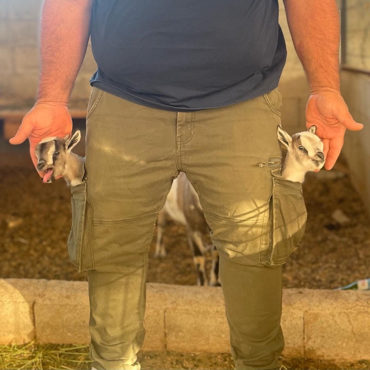 bosunatiklama's tweet photo. Antalya'da bir vatandaş, hobi amacıyla yetiştirmeye başladığı Nijerya Cüce Keçileri türünden çiftlik kurdu. https://t.co/6jrycLoN8k