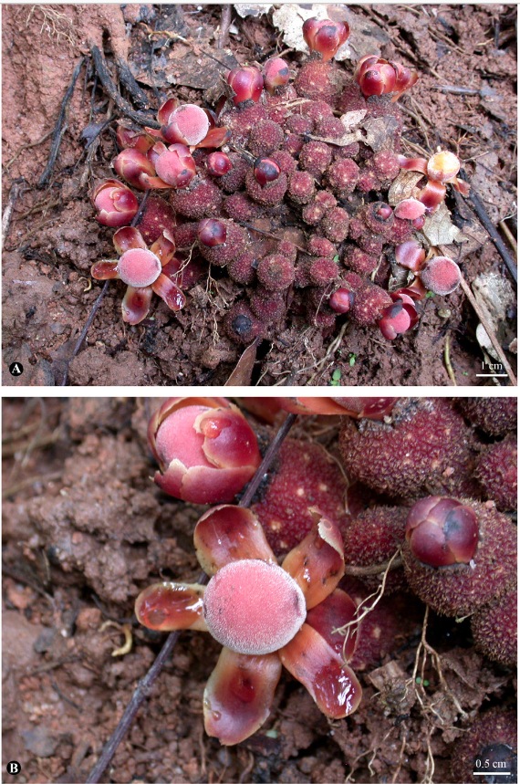 timutteridge's tweet photo. Balanophora papuana (Balanophoraceae), a newly recorded species for Thailand
https://t.co/w3wQQytAMs https://t.co/UnV7GRt6pM