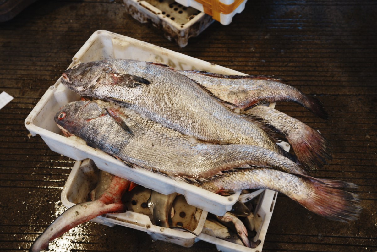 siqin1997's tweet photo. On Sept 21, the first catch after the #fishing ban in the East China Sea arrived at the #Ningbo Marine Products Wholesale Markets, totaling about 300 tons🐟, mainly consisting of pomfret, hairtail, eel, and flatfish.
#sea #fishinglife #market #seafood https://t.co/duRSgejNbw