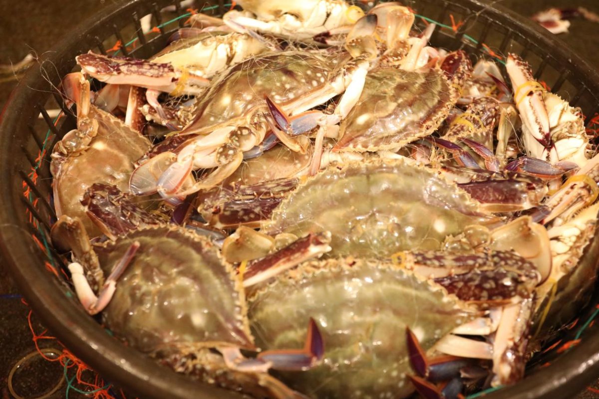 siqin1997's tweet photo. On Sept 21, the first catch after the #fishing ban in the East China Sea arrived at the #Ningbo Marine Products Wholesale Markets, totaling about 300 tons🐟, mainly consisting of pomfret, hairtail, eel, and flatfish.
#sea #fishinglife #market #seafood https://t.co/duRSgejNbw