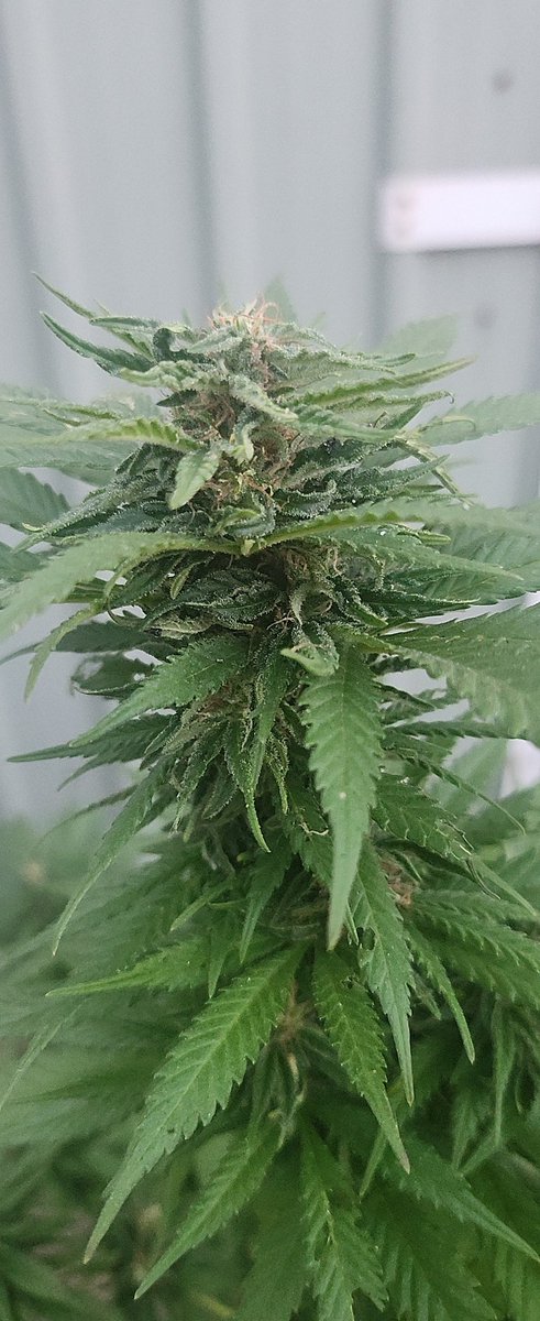 BlackCockatoo5's tweet photo. Ready to pull??? Please help #gardeninghelp https://t.co/QWnyUs2Vc8