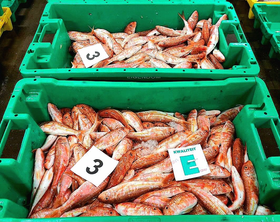 EMKvissers's tweet photo. Verse najaarsvangst van 19 aanvoerders, vanochtend op de visveiling op Urk. #versevis #noordzeevis #vissers #visserij #visveiling #vitamineV https://t.co/9VecXScfow