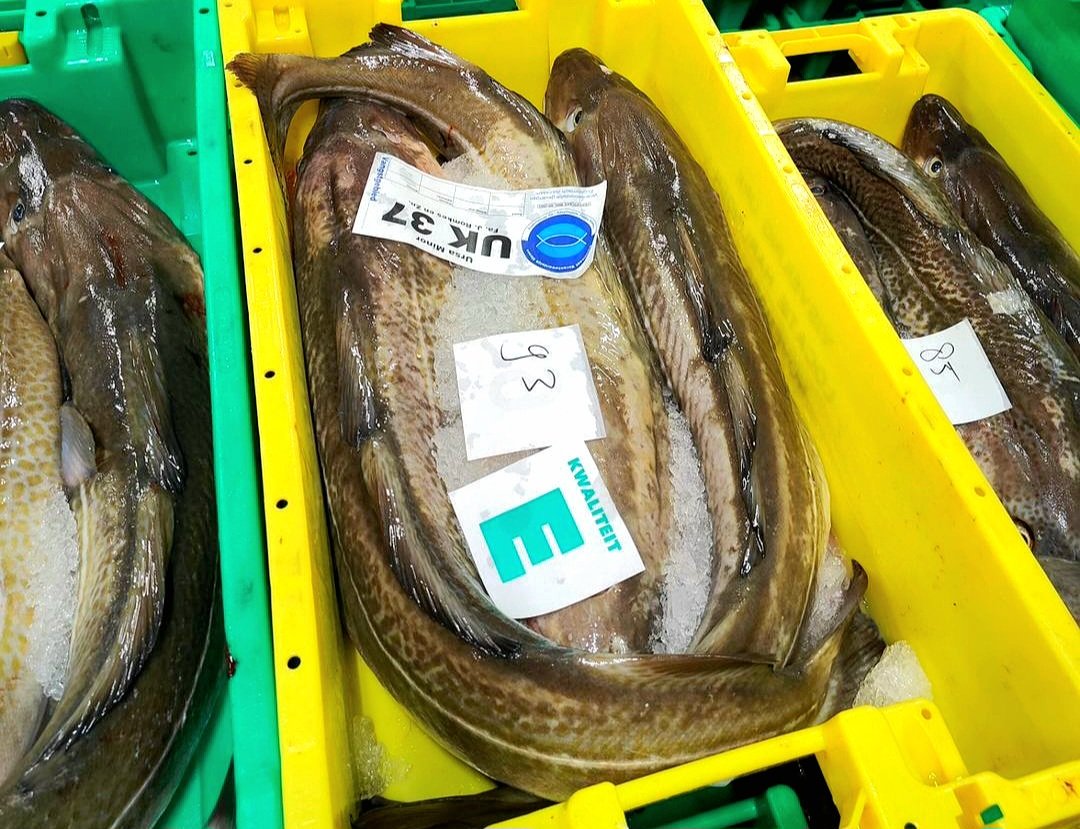 EMKvissers's tweet photo. Verse najaarsvangst van 19 aanvoerders, vanochtend op de visveiling op Urk. #versevis #noordzeevis #vissers #visserij #visveiling #vitamineV https://t.co/9VecXScfow