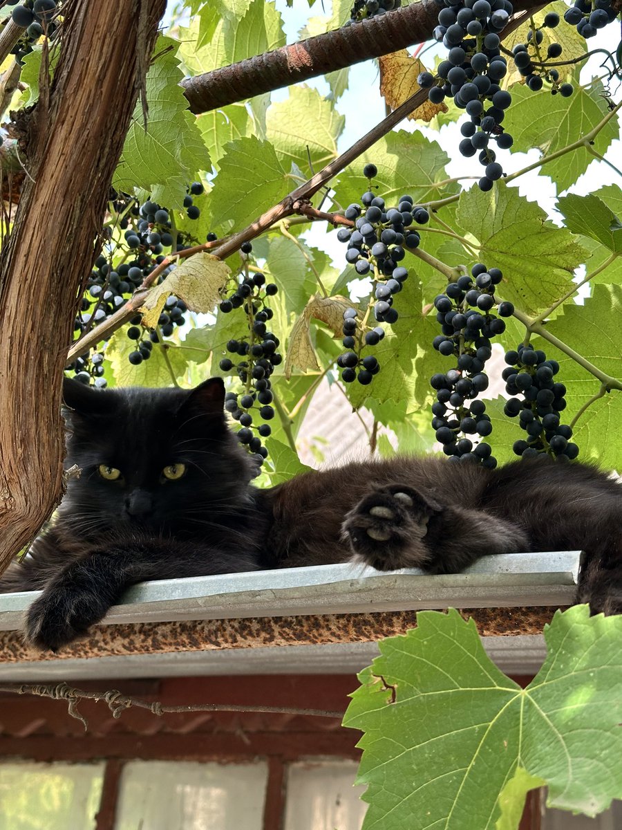Збір триває
Для котиків з ССО
На старлінк та зарядну станцію 
Підтримати збір можна безкоштовним ретвітом,або донатом🥹
Банка send.monobank.ua/jar/9XD5SaMLDG
Картка 5375411218896848
PayPal yuzichka1107@gmail.com