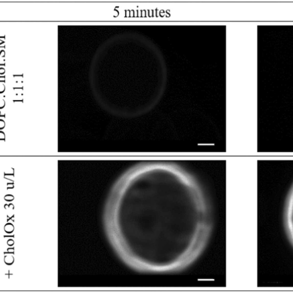 SIRIUS_Beamline's tweet photo. New paper: "Oxidation of lipid membrane cholesterol by cholesterol oxidase and its effects on raft model membrane structure" by Zaborowska-Mazurkiewicz et al. https://t.co/MjBzpX22I9 #LangmuirFilms #GIXD #Cholesterol #Liposomes
@ELSchemistry https://t.co/uY17L7PH1V
