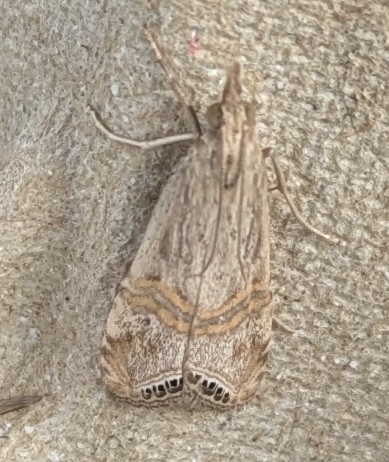 bernard boothroyd tweet media