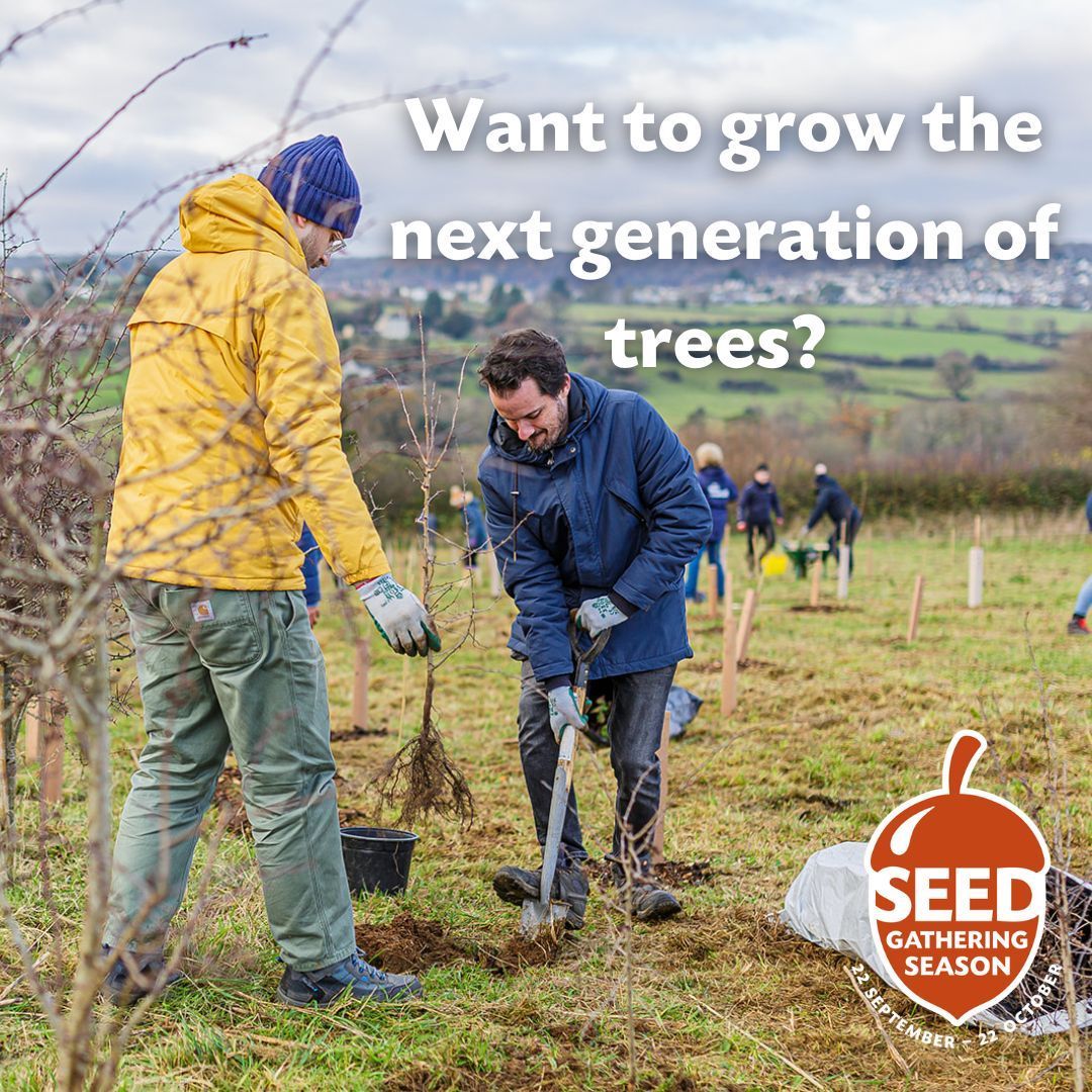 TheTreeCouncil's tweet photo. This is a wonderful time of the year for us all to come together and gather seed from local trees and nurture them to become young saplings, which can be planted locally to benefit future generations! 🌳🍂 #SeedGatheringSeason https://t.co/q7Tdvh8jhl
