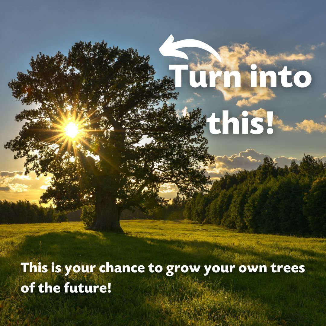 TheTreeCouncil's tweet photo. This is a wonderful time of the year for us all to come together and gather seed from local trees and nurture them to become young saplings, which can be planted locally to benefit future generations! 🌳🍂 #SeedGatheringSeason https://t.co/q7Tdvh8jhl