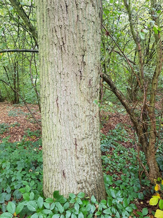 Action Oak (@actionoak) on Twitter photo Are you a citizen scientist? <a href="/Forest_Research/">Forest Research</a> and <a href="/uniofwarwick/">University of Warwick</a> are undertaking a project to understand how surveys for tree pests and pathogens can be more effective by involving citizen science.
More details and signup here: ow.ly/mNFO50Tr01G Are you a citizen scientist? <a href="/Forest_Research/">Forest Research</a> and <a href="/uniofwarwick/">University of Warwick</a> are undertaking a project to understand how surveys for tree pests and pathogens can be more effective by involving citizen science.
More details and signup here: ow.ly/mNFO50Tr01G