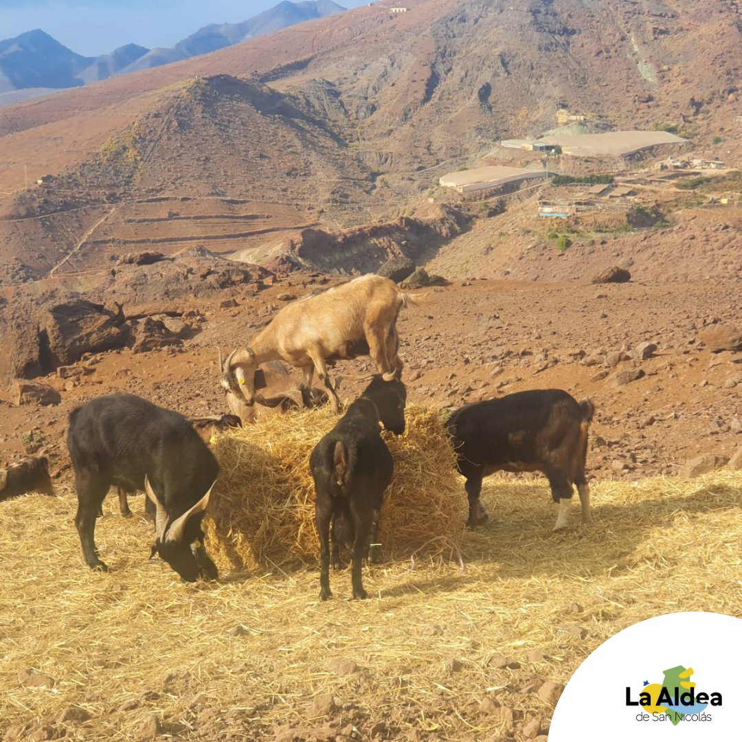 La Aldea de San Nicolás tweet media
