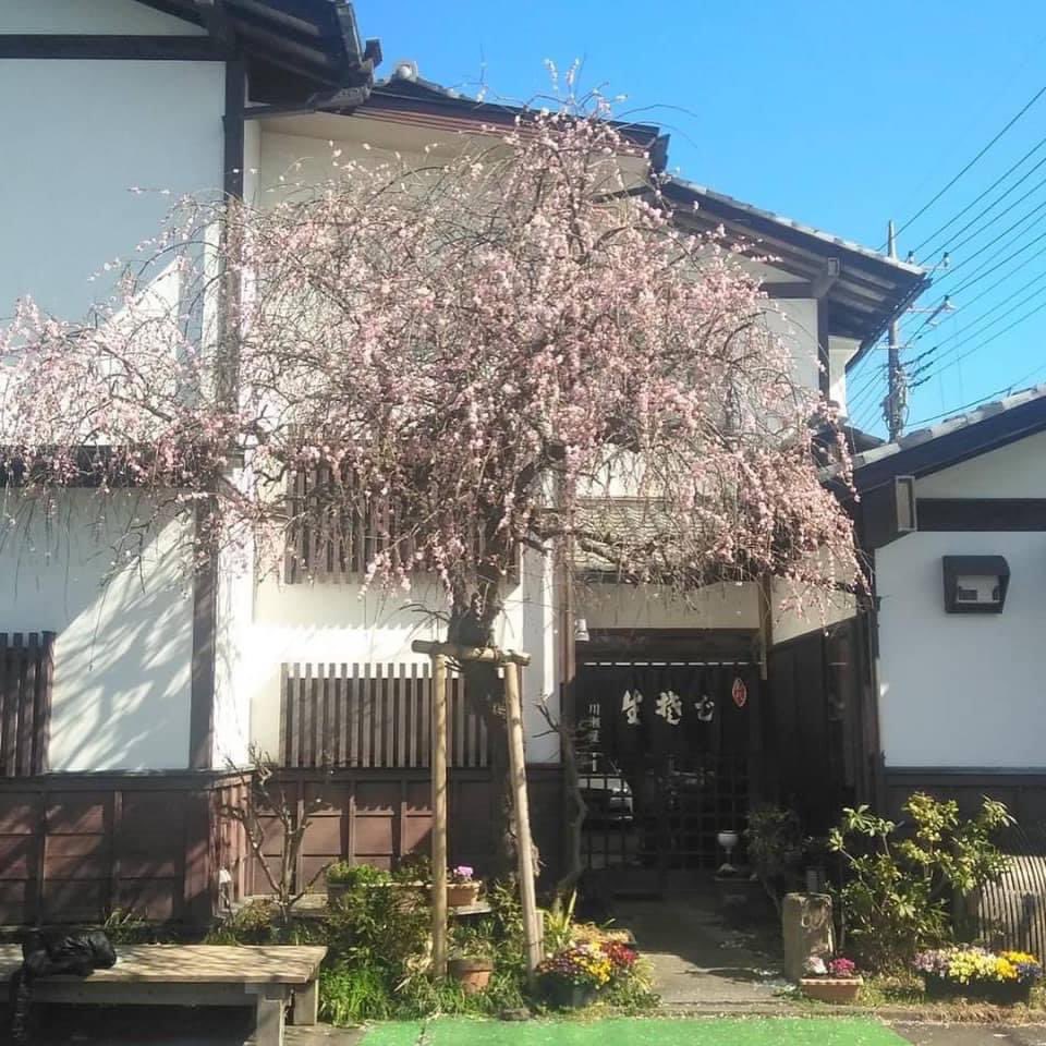kawaseyasakura tweet picture