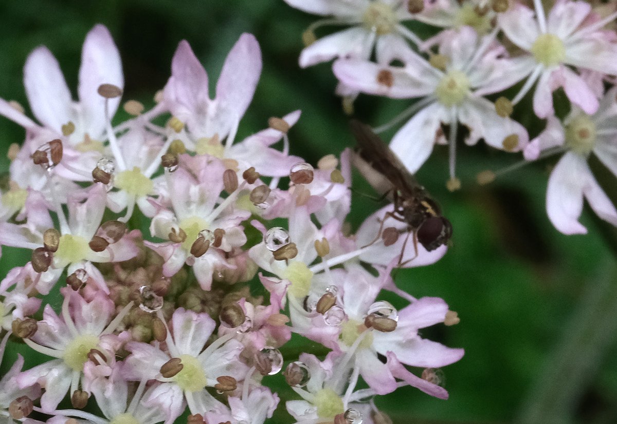 Bob McIntosh tweet media