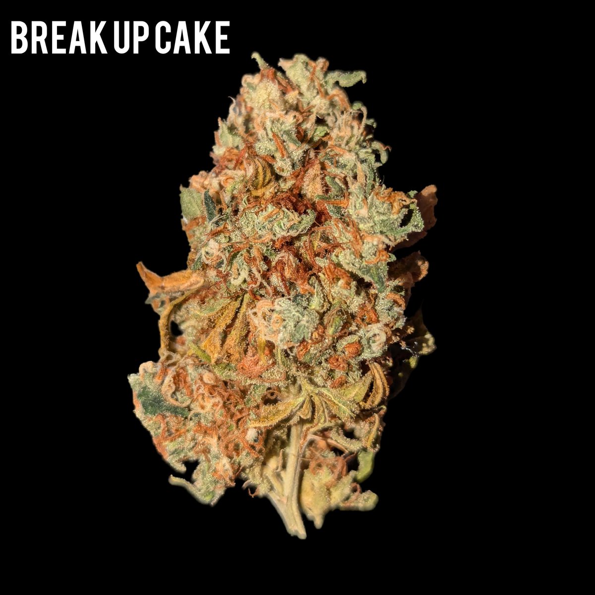 KannabiaSeeds's tweet photo. BREAK-UP CAKE by #Kannabia @IntKannabia @Kannabia_Samen @Kannabia_US
๐ท Credits: (IG) @smggrowz ๐๐๐ฏ๐งก๐
โน๏ธ #BreakUpCake #seeds :๐
https://t.co/pOTD2bJhOI
Fem โ๏ธ
Girl Scout Cookies x Cherry Pie.
Indica dominant hybrid.
#USAGenetics ๐ฝ๐บ๐ธ https://t.co/m01RKBe5ht