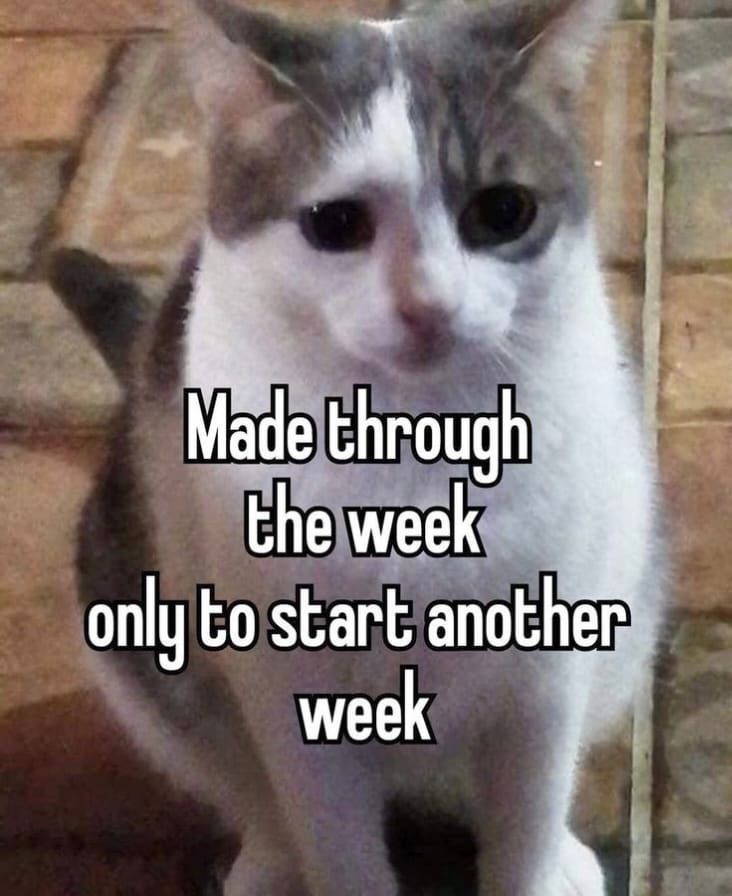 positive side of X 🌞 tweet media