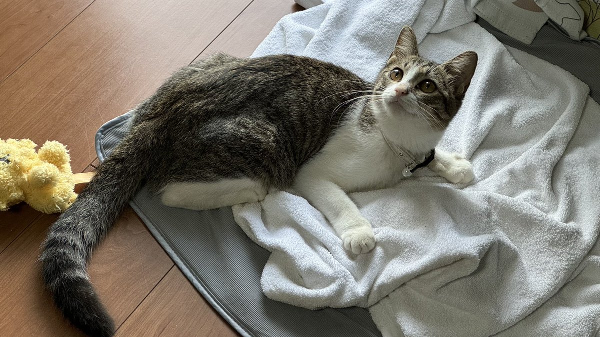 2t_87's tweet photo. インターネットなんてなぁ！家の猫と犬と最近食ったラーメンあげておけば平和なんだよなぁ！ https://t.co/AZkUBvsoBL