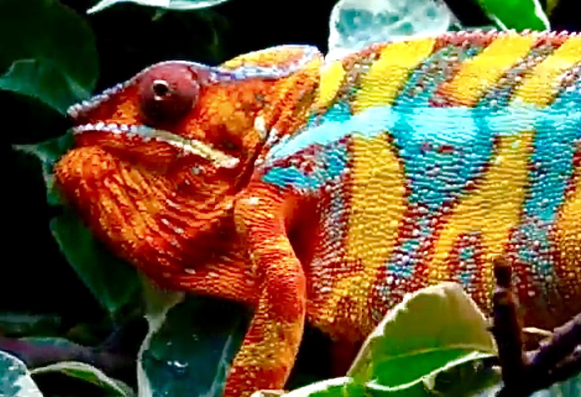 lonchan (@lonchankun) / Posts / X