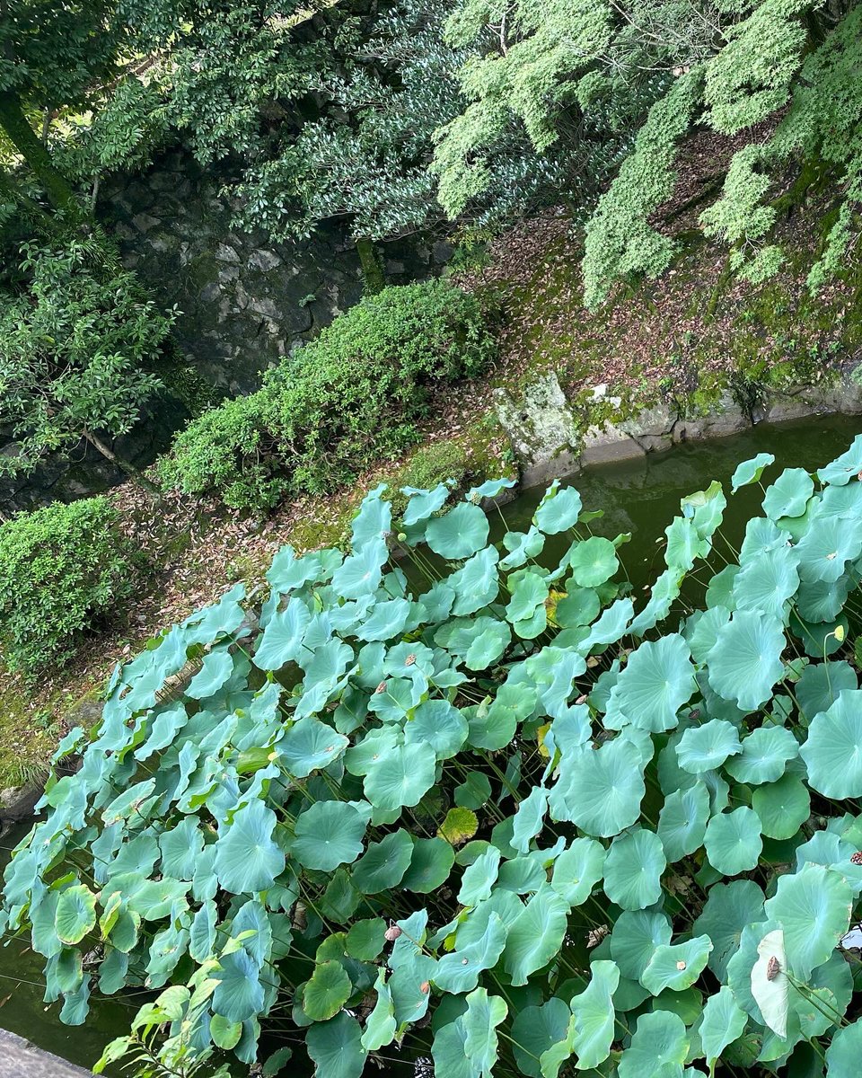 Maggio777's tweet photo. ご無沙汰してしまいました♡

暑かった夏☀️
涼みに北へ╰(*´︶`*)╯♡
リフレッシュに西へ٩(๑❛ᴗ❛๑)۶
歌って踊って食べて寝て(๑˃̵ᴗ˂̵)

皆様、季節の変わり目、夏の疲れが出ませんように💛

また、よろしくね
╰(*´︶`*)╯♡💛 https://t.co/NVPXoUvANT