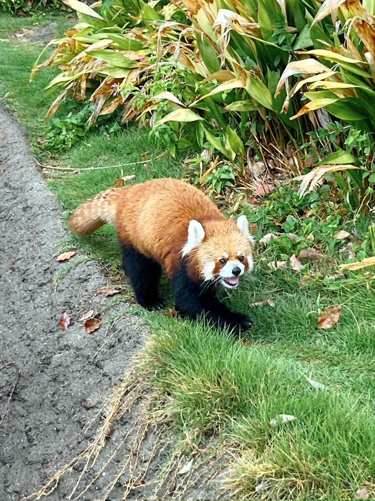 redpanda_dog's tweet photo. ジャズ君
#レッサーパンダ　#神戸市立王子動物園　#ジャズ https://t.co/tLiMbncAqb