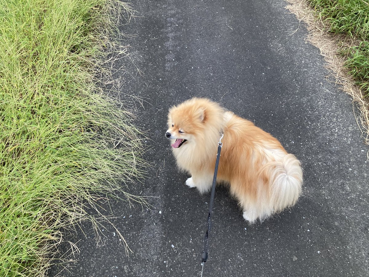 CMeter100's tweet photo. あくびわんこ🥱💭
ちょっとずつ秋の気配！ https://t.co/arAniMqyLK
