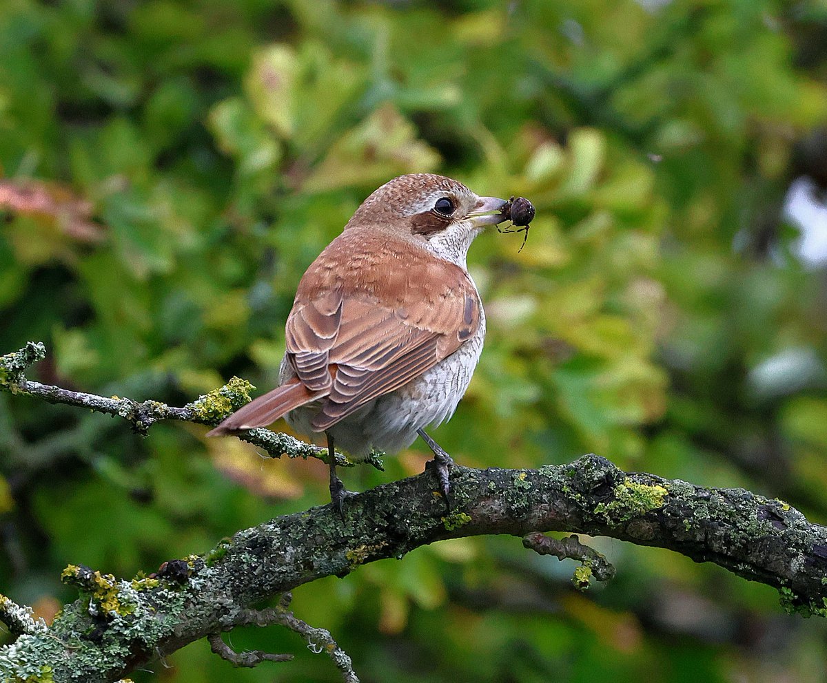 Nice to see the obliging juvenile red-backed shrike at Houghton Regis yesterday.