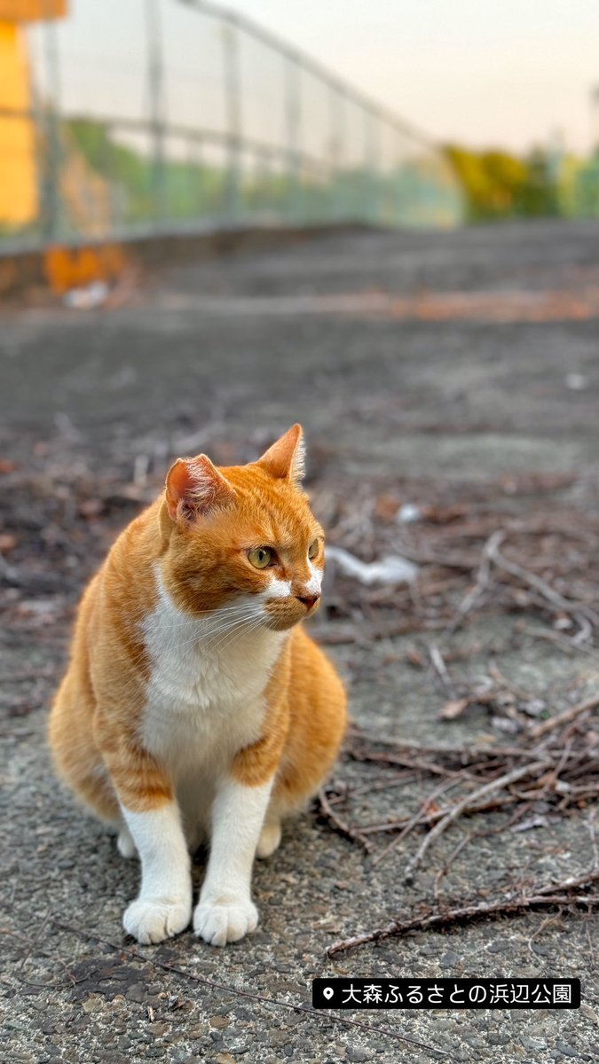 HoseRain's tweet image. #ふるさとの浜辺公園
#にゃこ