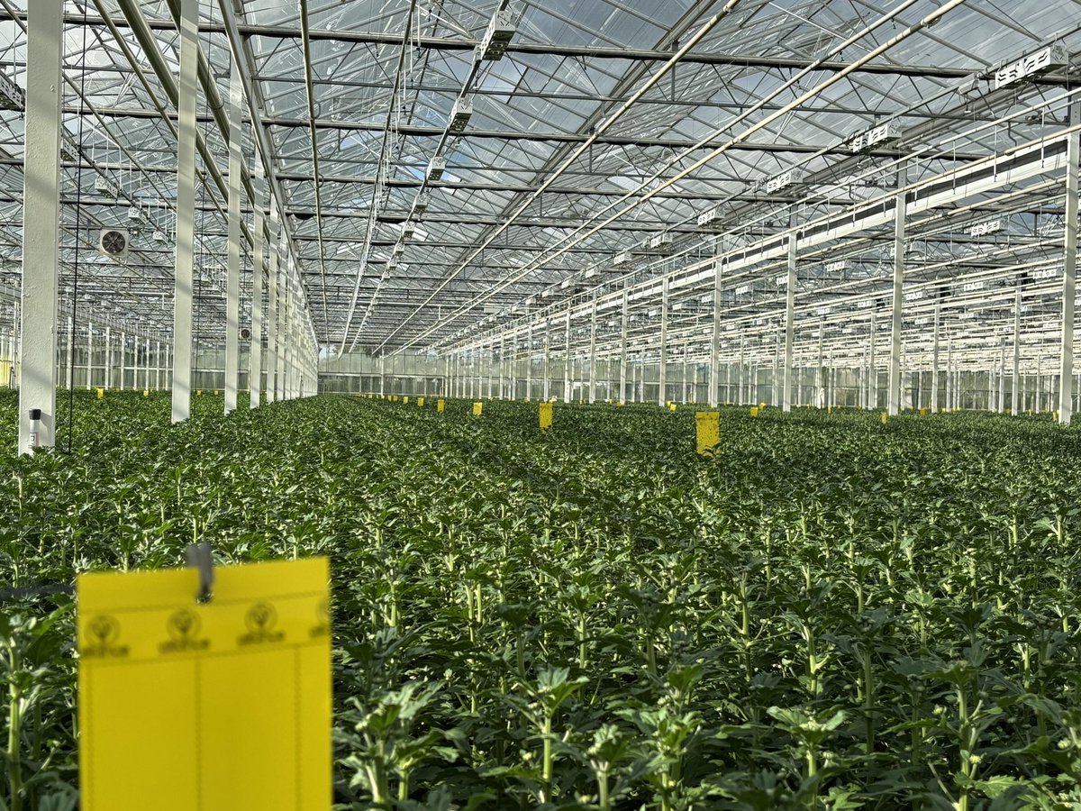 Alliance Sierteelt tweet media