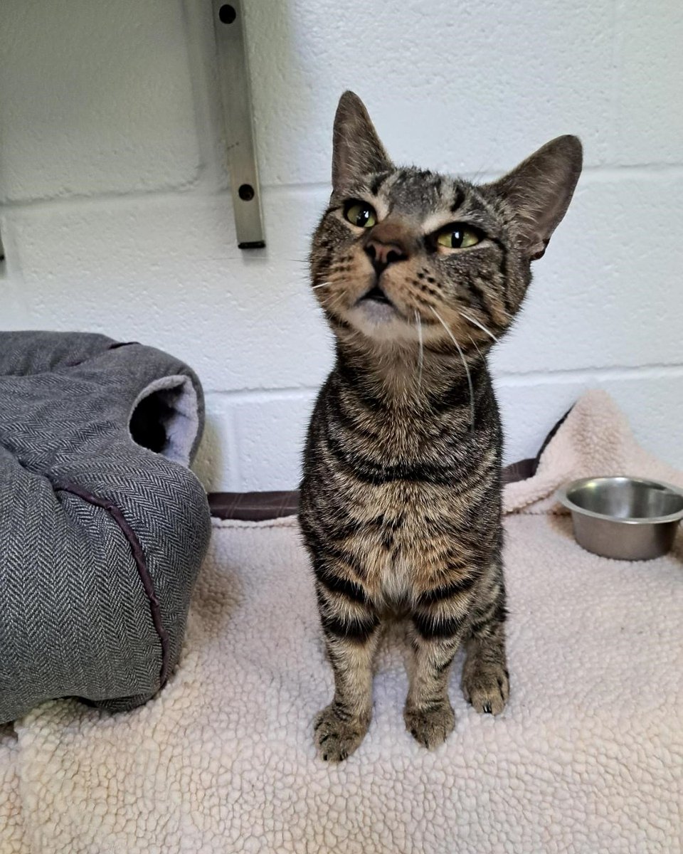 The_Blue_Cross's tweet photo. Picking her way through broken glass to find food, Daisy had been living the life of a stray for some time. 💔

But after a remarkable rescue by our dedicated team, she got the care she needed and is now living the lap of luxury at Blenheim Palace, which she now calls home! 👑 https://t.co/RYhycZzPFe