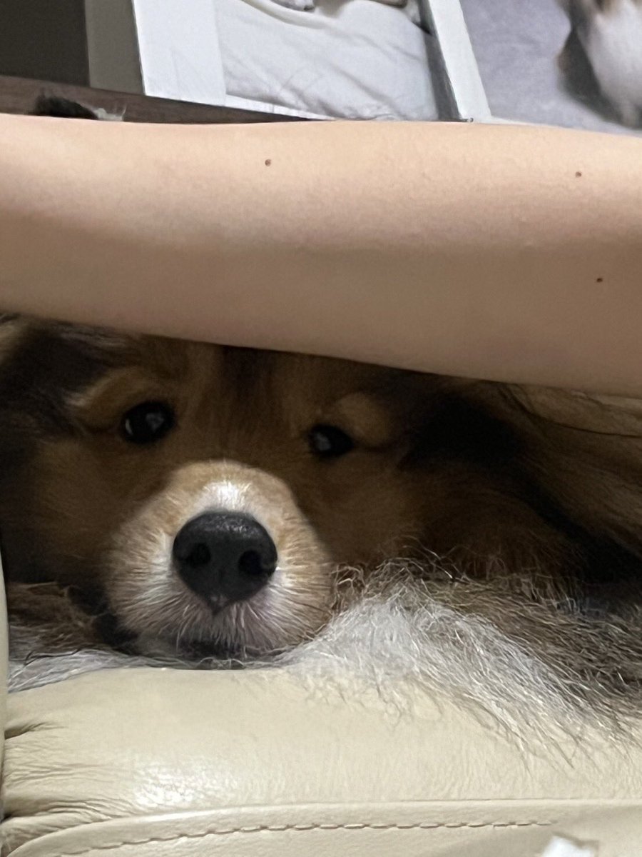 妹の腕に遮られた時の顔。
諦めてそのまま寝ておりました…！