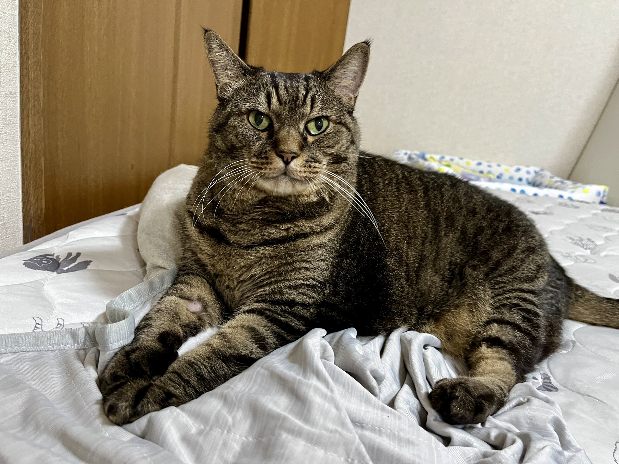 ねこじま まめたろう on X: 