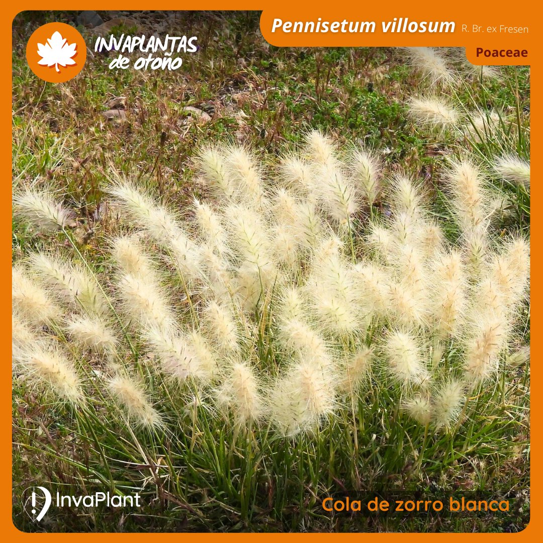 InvaPlant (@invaplant) on Twitter photo <a href="/stopcortaderia/">LIFE COOP Cortaderia</a> <a href="/LIFEmedCLIFFS/">LIFE medCLIFFS</a> <a href="/LifeInvasaqua/">LifeInvasaqua</a> <a href="/InvasoRamales/">Invasoras Ramales (📧invasorasenramales@gmail.com)</a> @Invasoraspt <a href="/GEIB_invasoras/">GEIB Grupo Especialista en Invasiones Biológicas</a> <a href="/EEI_Aragon/">Especies Exóticas Invasoras en Aragón</a> <a href="/NatusferaEs/">NatusferaEs</a> <a href="/GbifEs/">GBIF España/Spain</a> <a href="/RedEXOSGobcan/">RedEXOS_Gobcan</a> 3️⃣ Pennisetum villosum R. Br. ex Fresen
Gramínea perenne muy invasora que forma matas de hojas alargadas con márgenes finamente dentados. Sus inflorescencias en espigas son muy densas, verde-blanquecinas, erizadas y de largos pelos. Las semillas presentan un aspecto plumoso. <a href="/stopcortaderia/">LIFE COOP Cortaderia</a> <a href="/LIFEmedCLIFFS/">LIFE medCLIFFS</a> <a href="/LifeInvasaqua/">LifeInvasaqua</a> <a href="/InvasoRamales/">Invasoras Ramales (📧invasorasenramales@gmail.com)</a> @Invasoraspt <a href="/GEIB_invasoras/">GEIB Grupo Especialista en Invasiones Biológicas</a> <a href="/EEI_Aragon/">Especies Exóticas Invasoras en Aragón</a> <a href="/NatusferaEs/">NatusferaEs</a> <a href="/GbifEs/">GBIF España/Spain</a> <a href="/RedEXOSGobcan/">RedEXOS_Gobcan</a> 3️⃣ Pennisetum villosum R. Br. ex Fresen
Gramínea perenne muy invasora que forma matas de hojas alargadas con márgenes finamente dentados. Sus inflorescencias en espigas son muy densas, verde-blanquecinas, erizadas y de largos pelos. Las semillas presentan un aspecto plumoso.