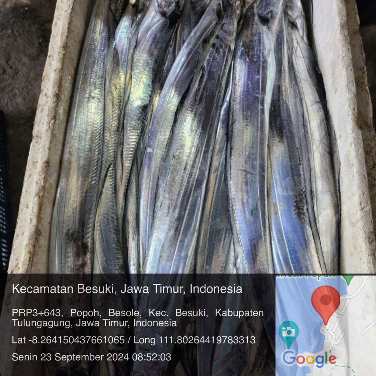 Mtweet1284's tweet photo. Senin, 23/9/2024, M. Azis Muslim, Luhkan Kab. Tulungagung melaporkan hasil tangkapan Bapak Abu Yono di pantai Popoh, jenis Ikan Layur sebanyak 345 Kg, Harga  Rp. 35.000/Kg
#luhlapor 
#GiatLuhkanSatminkalBWI 
@bppsdm_puslatkp 
@bppsdm_bp3bwi 
@djpt_kkp https://t.co/uqjIV1pMBP