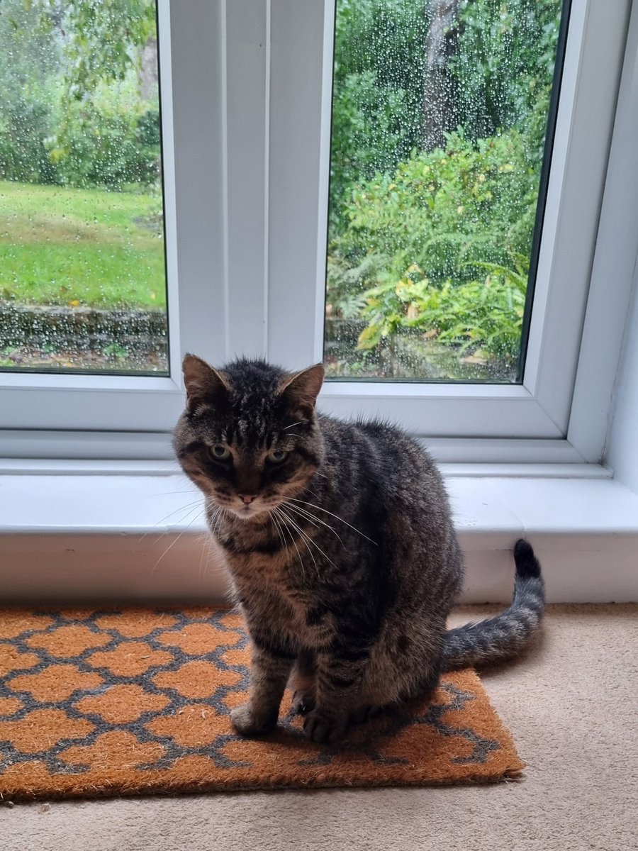 It's raining outside both doors I'm allowed to go out through. Any advice?
#Hedgewatch
Mack ✨️