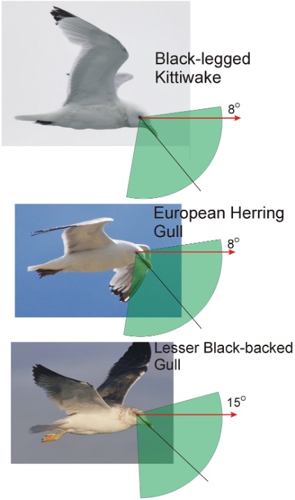 Steve Portugal tweet media