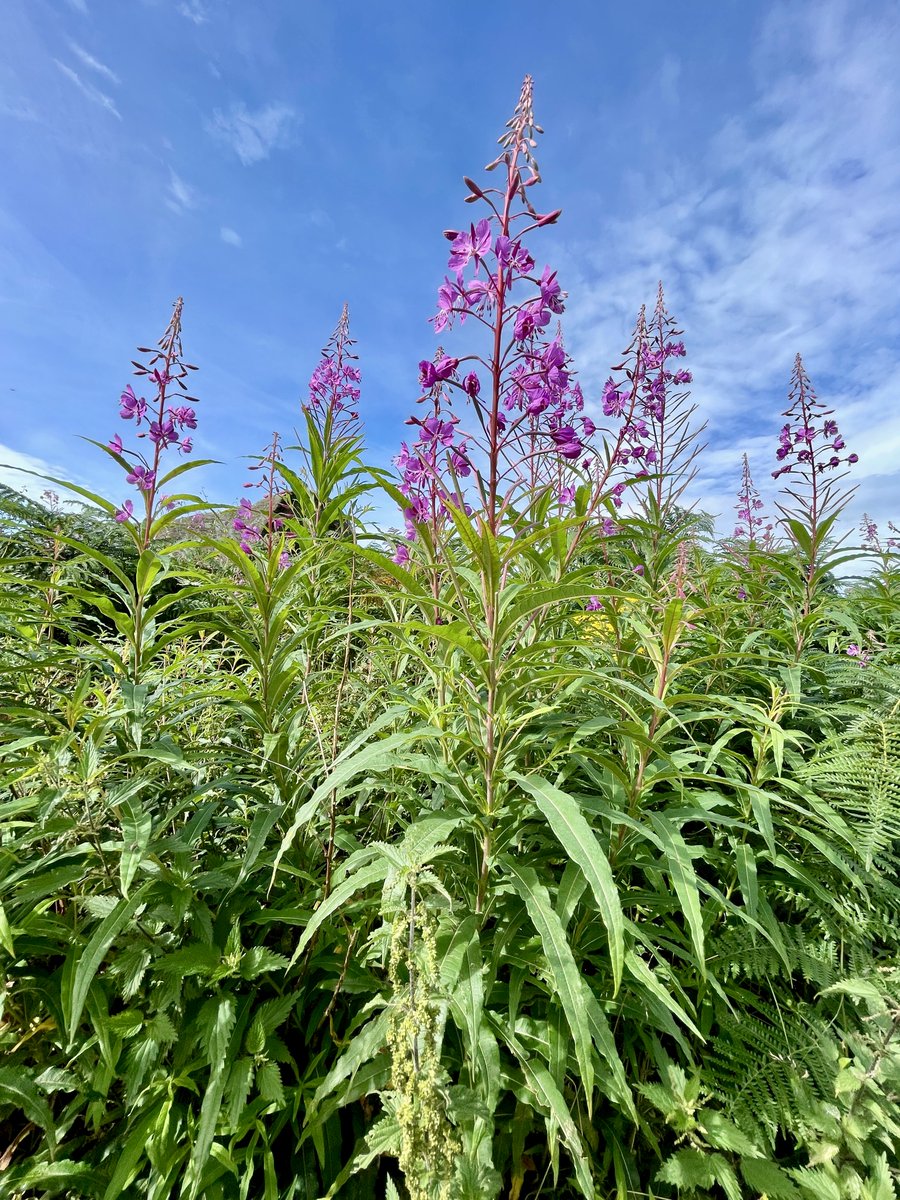 Some towering willowherb from Brimham Rocks in #Yorkshire for this #MagentaMonday, where they made an enchanting contrast to the looming crags &amp; gentle heather-draped moorland.

How will #nature counteract the rockier corners of your week ahead, friends?