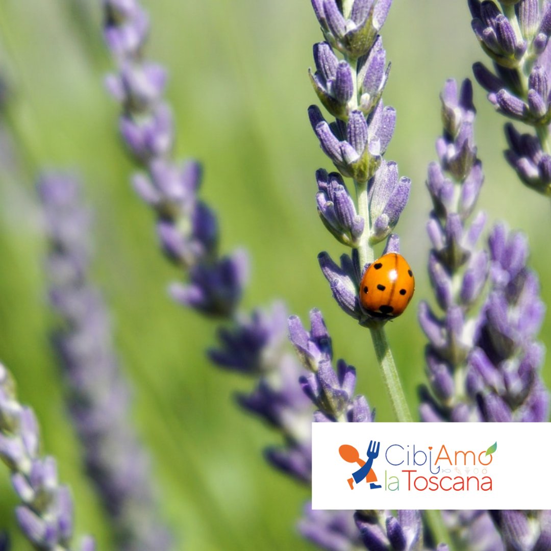 Anci Toscana tweet media