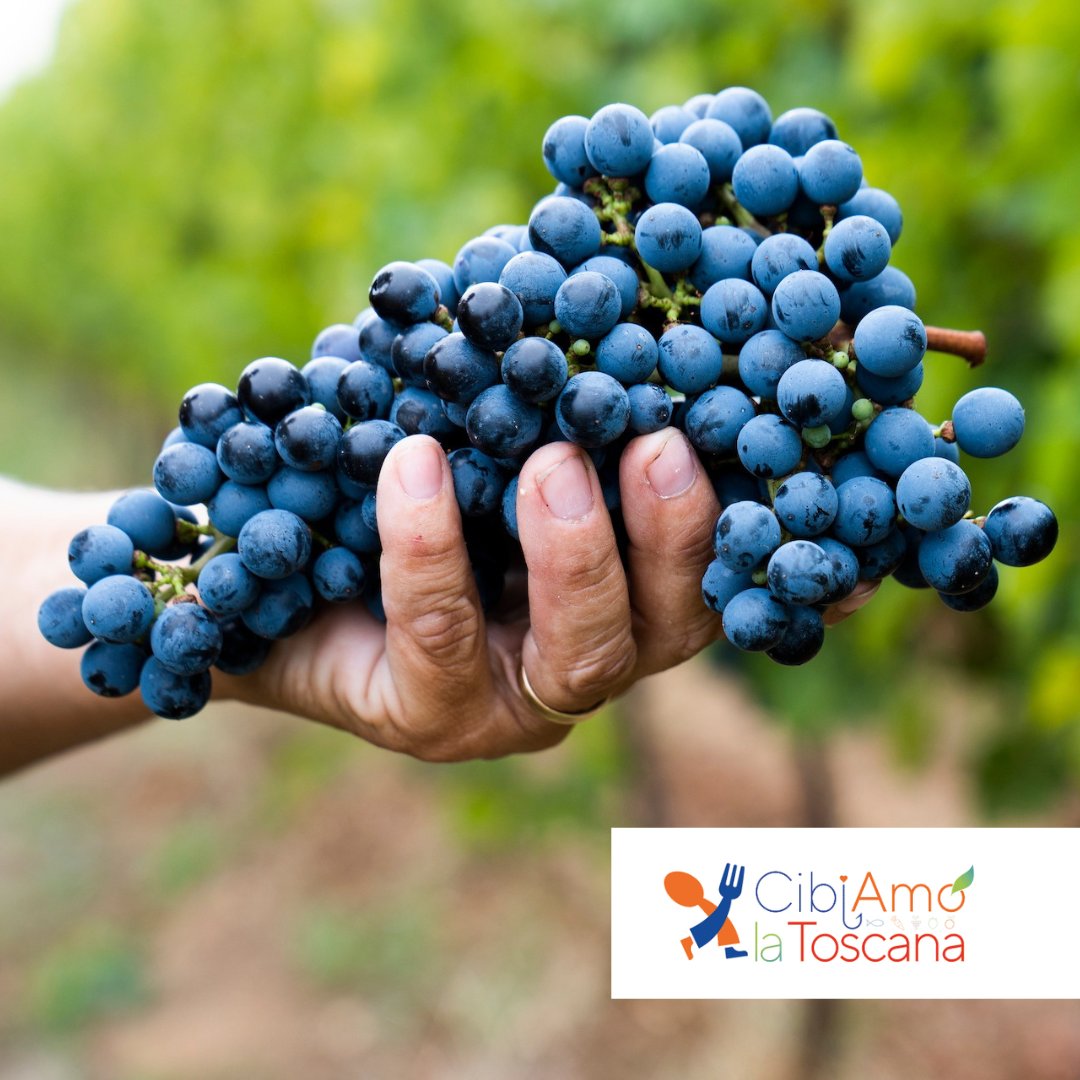 Anci Toscana tweet media