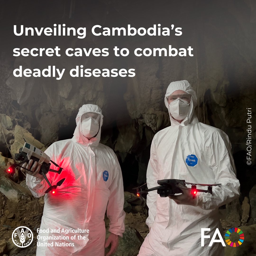 FAOInnovation's tweet photo. In Cambodia, @FAO scientists are pioneering a groundbreaking method to detect zoonotic diseases using drones.

By collecting bat DNA from the air, they aim to prevent the next epidemic &amp; protect both animals &amp; humans.

➡️ https://t.co/x1egxgCdo1

#OneHealth #FAOELEVATE #RCVI2024 https://t.co/8g7lRdVi0a