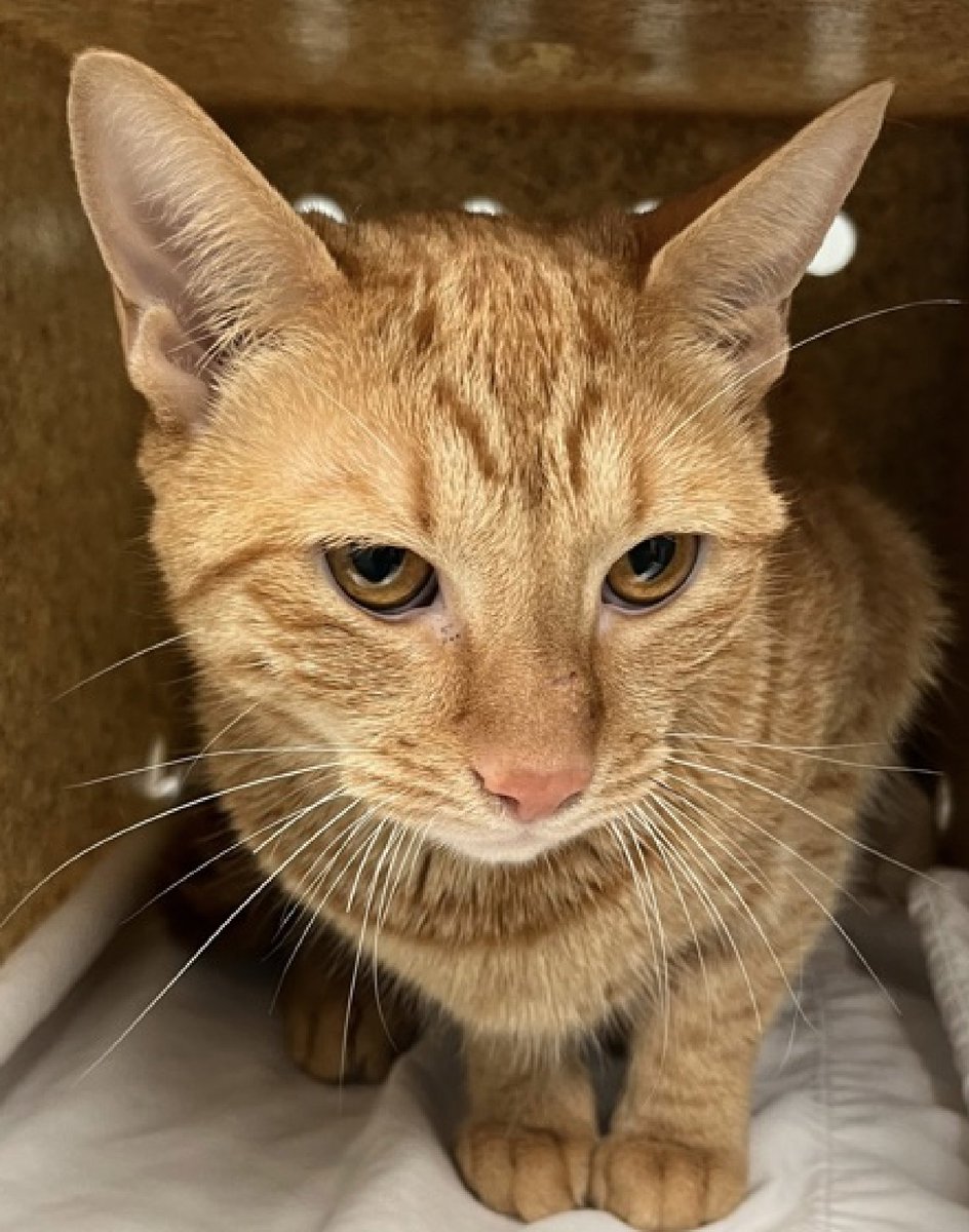 LOVE_CATS_ONE's tweet photo. Already 9th chance on Emergency Placement List for poor Hazel 3 yo π±π π₯ For new Hope Partner only π₯π₯π₯π₯
Needs more pledges π
Young Hazel needs our help now πΏπso please Rt or pledge if you can to save her life πππΏThank you @JLthekid9999 @AdamsPaulGrimke
https://t.co/9vnsrGvSNG
