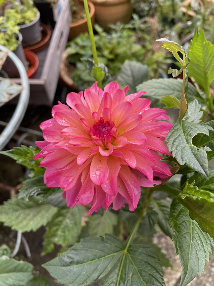 Dahlia Belfloor from <a href="/FarmerGracy/">Farmer Gracy</a>, bringing a spot of delight to my patio.